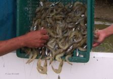 0 shrimp harvest