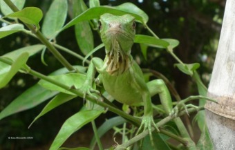 iguana in jasmine m