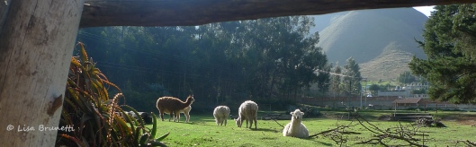 Resident llamas at Hacienda Guachala, Ecuador
