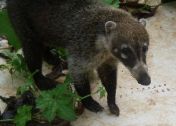 Well Good Morning to You! - Coati/Pisote - Costa Rica