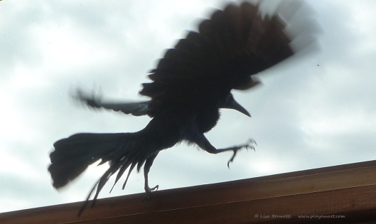 P1640622 BLACKBIRD IN WINDOW