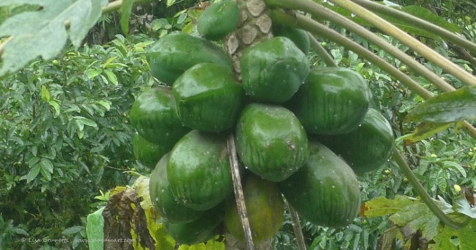 P1670033 papaya green