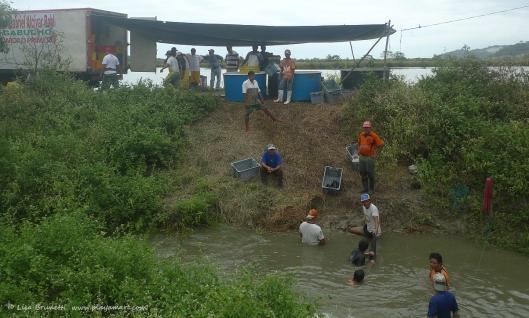 The pond is in the background, the discharge pipe is below water level, and the men manually operate the long net that catches the shrimp as they are flushed from the pond.