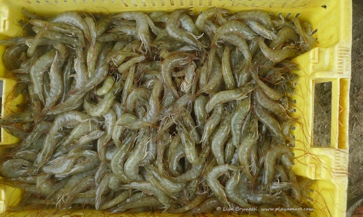 P1770944 fresh shrimp