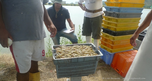 Shrimp harvest - buyer and seller keep separate records.