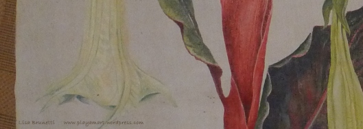 (Detail: Datura/Floribunda/Reina de la Noche/Angel’s Trumpet)