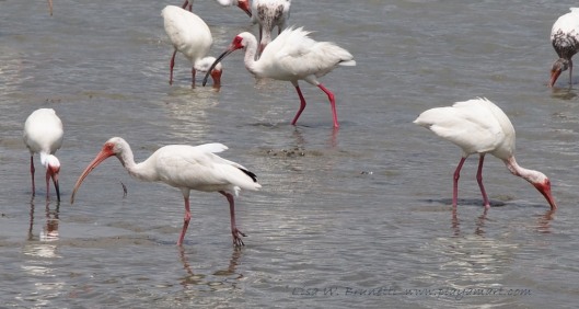 \Just past noon, these ibis feasted on the just-drained pond!