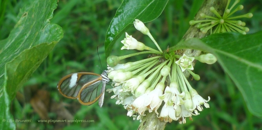 P1870513 glasswing butterfly mindo
