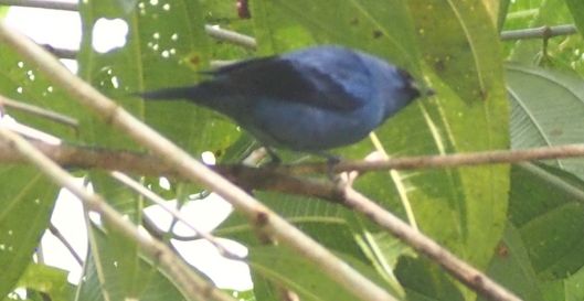 The Blue and Black Tanager took a vacation from higher elevations and visited the property this week!