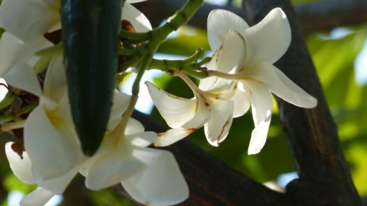 P2830687 white plumeria flowers