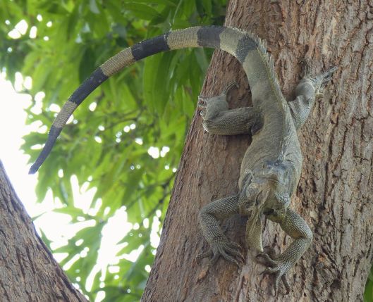 P2970903 iguana coming down tree