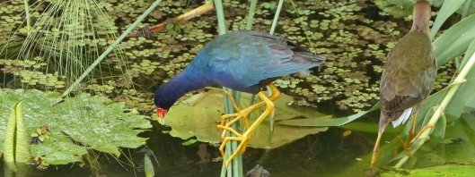 P3000434 PURPLE GALLINULE FORAGING FOR lotus while two immatures stretch and preen